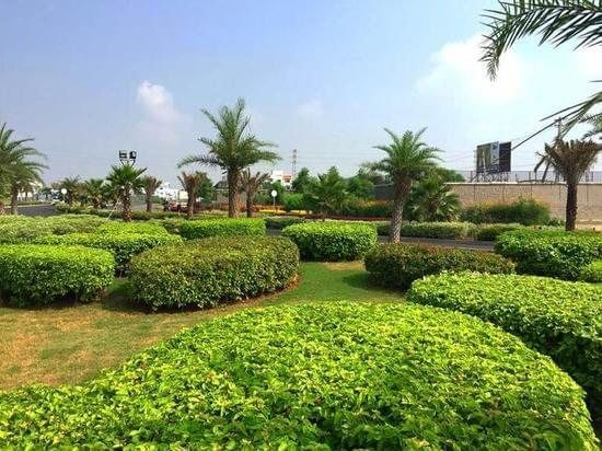 Softscape — hedges and lawns